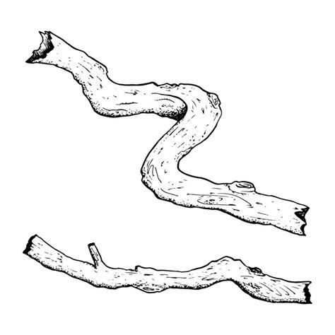 Vector tree roots, branches, twigs or trunks simple black and white ...