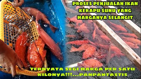 Mancing Panen Ikan Kerapu Sunu Langsung Di Jual Harganya Sangat