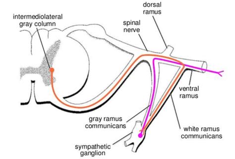 Anaphy Sn Anatomy Of Spinal Nerve Diagram Quizlet