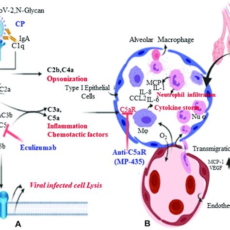 Complement Pathways And Pathology Of Ards Alectinlp And