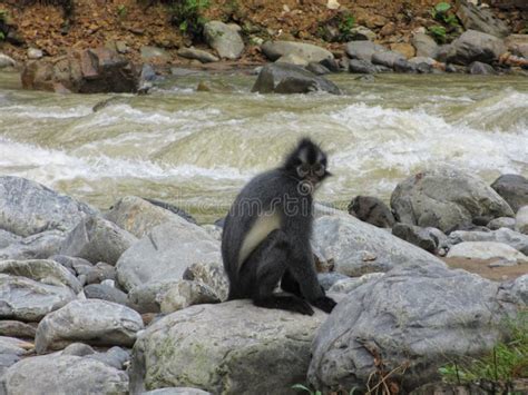 Monkey Trachypithecus Poliocephalus (Indonesian Lutung) Stock Photo - Image of rapid ...