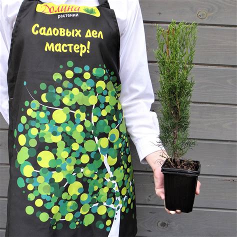 Купить Кипарис вечнозеленый в Минске недорого | Каталог, цены, доставка ...