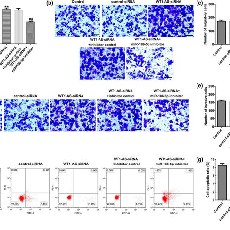 Effects Of MiR 186 5p Mimic On The Functions Of HTR 8 SVneo Cells A