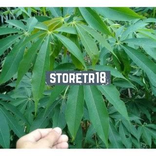 Jual Jual Daun Randu Segar Daun Kapuk 1 Kg Shopee Indonesia