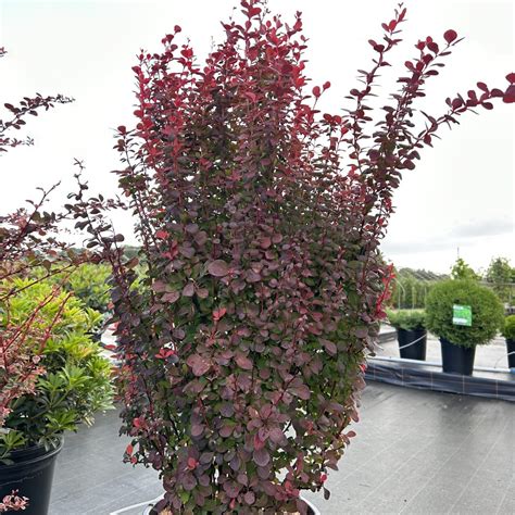 Berberis Thunbergii Orange Rocket Find Haveplanter