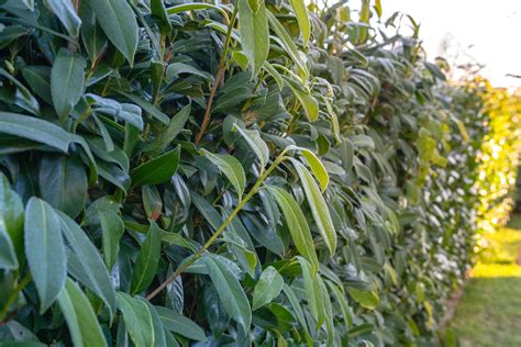 Prunus Lusitanica Steckbrief Ratgeber Hecken Helge