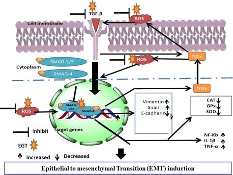 Anti Emt Properties Of Ergothioneine Attenuate Lipopolysaccharide