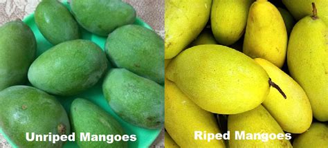 National Fruit Of India Mango Ritiriwaz