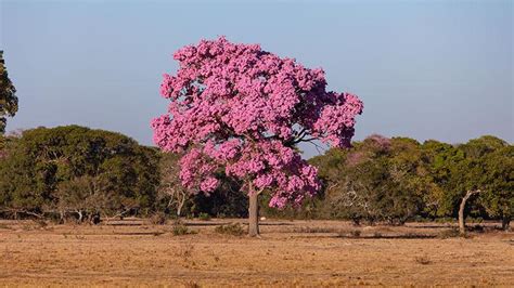 Ip Do Pantanal Tudo Sobre A Rvore Pantaneira