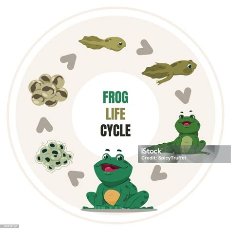 Toad Life Cycle