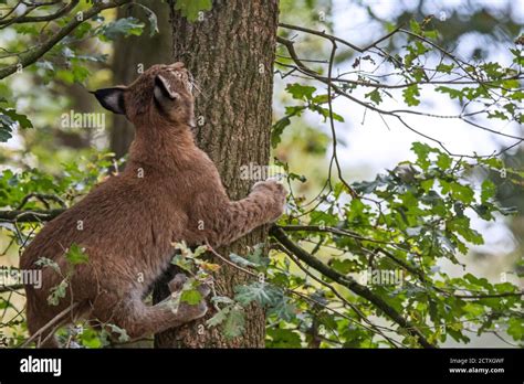 Young Eurasian Lynx Lynx Lynx Juvenile Climbing Oak Tree In Deciduous