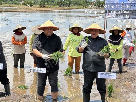 Kebut Optimalisasi Lahan Kementan Gelar Tanam Padi Perdana Di Kalteng