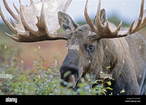 Bull Moose In Portrait Alaska Moose Stock Photo Alamy