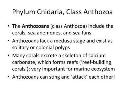 Ppt Phylum Cnidaria Class Anthozoa Powerpoint Presentation Free