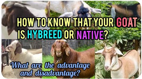 How To Know If Your Goat Is Native Or Hybreed What Are The