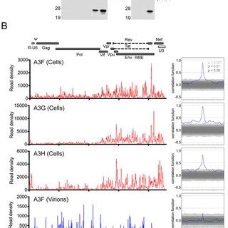 Comparison Of A3F A3G And A3H RNA Binding In Cells And Mature
