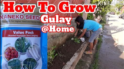 How To Grow Philippine Vegetables At Home Youtube