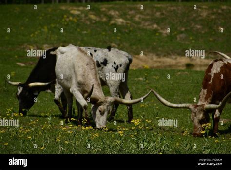 Osttexas blumen Fotos und Bildmaterial in hoher Auflösung Alamy