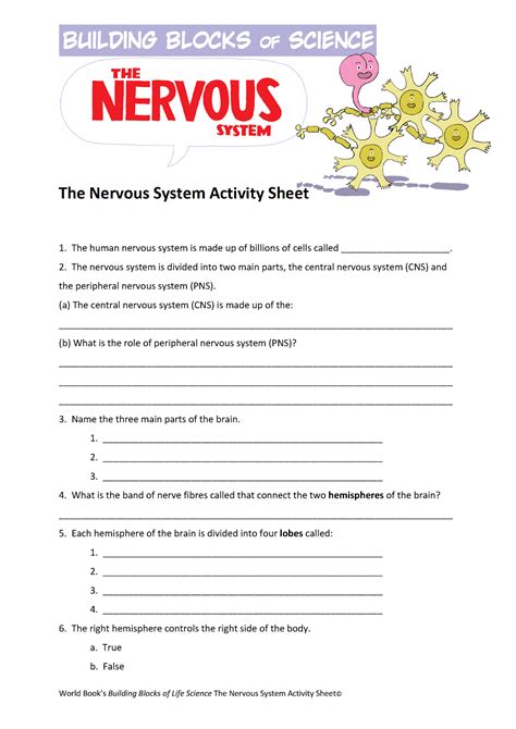 Microsoft Word Nervous System Activity Sheet World Bookís Building