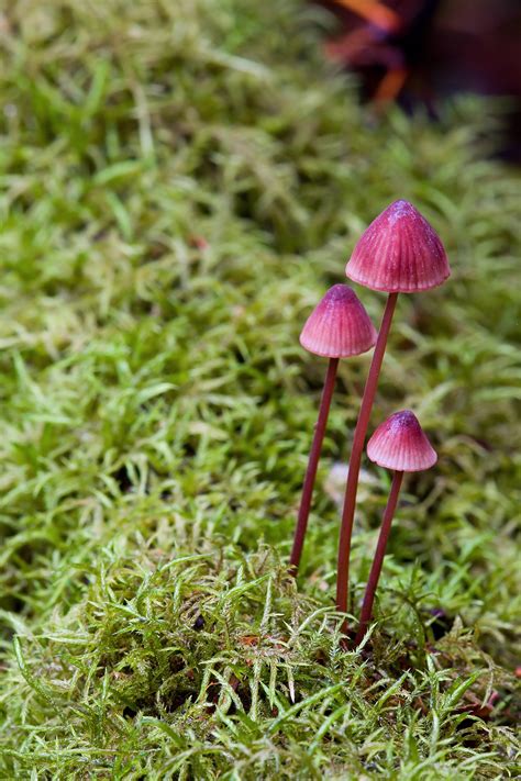 Filemycena Sp Wikipedia