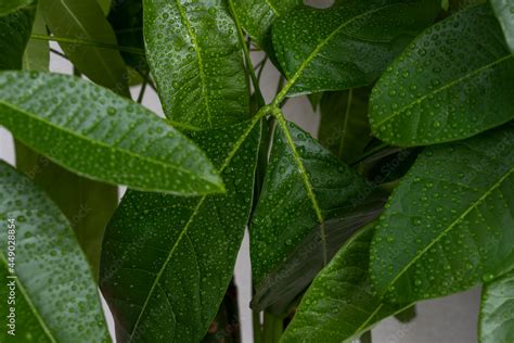 Very Green Pachira Aquatica Leaves With A Multitude Of Small Dew Drops