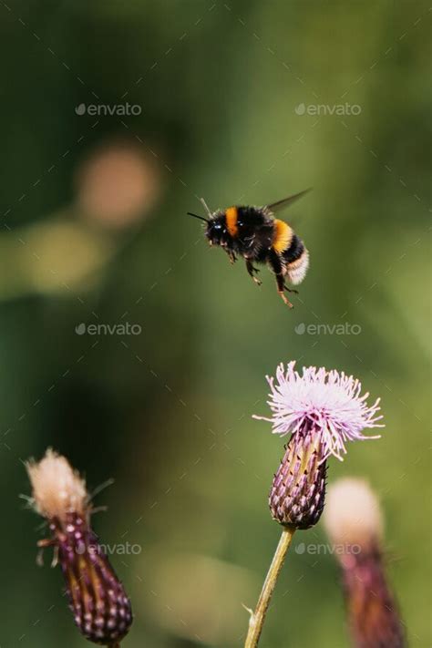 Vertical Closeup Of Bombus Terrestris The Buff Tailed Bumblebee Flying