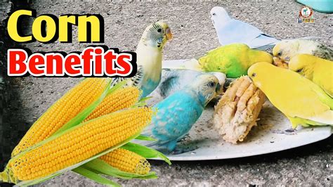 Corn Bhutta Bird Ko Dene Ke Faide Benefits Of Corns Strong Bone