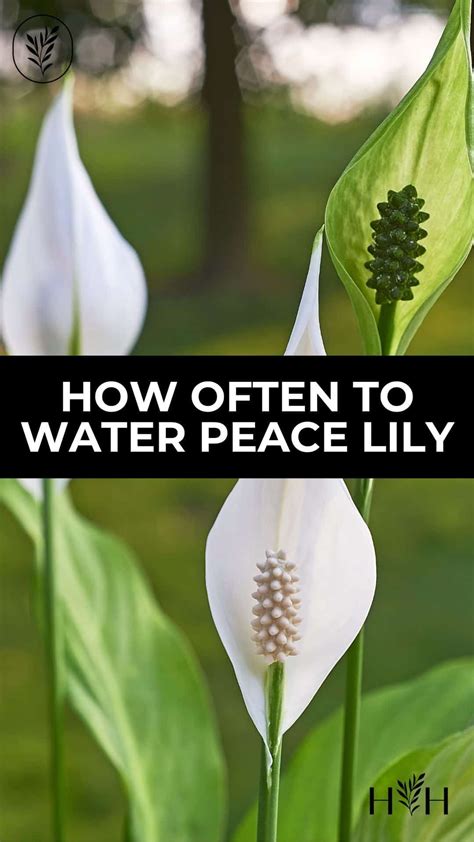 How Often To Water Peace Lily Plants Artofit