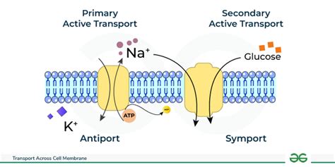 Transport Across Cell Membrane Active And Passive Transport Geeksforgeeks