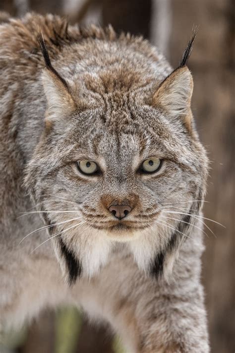 Lynx Eyes