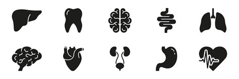 Human Internal Organ Anatomy Silhouette Icon Set Tooth Liver Brain