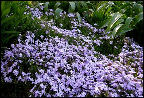 EMERALD BLUE CREEPING PHLOX – Hinsdale Nurseries