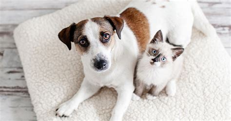 ¿cómo Lograr Tener Perros Y Gatos Juntos En La Misma Casa Champion Dog