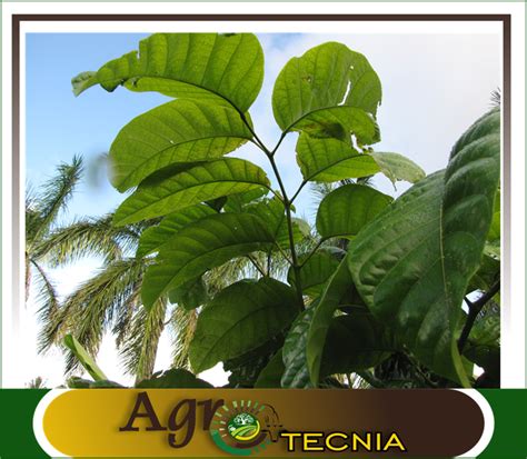 Trichanthera gigantea a promising plant in agricultural ecosystems — Hive