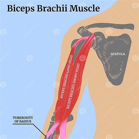 Human Anatomy Biceps Brachii Muscle Stock Vector Illustration Of Humerus Articular 305082540