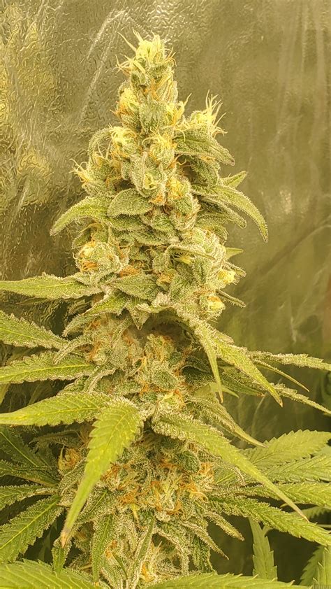 Orange Creamsicle Mtg Seeds Cannabis Strain Info