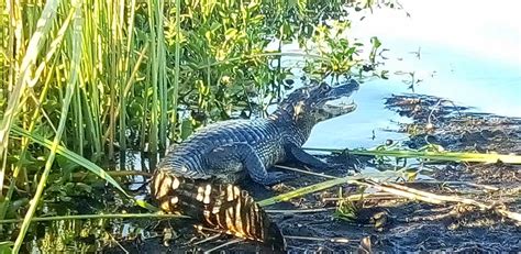 Esteros del Iberá una joya de biodiversidad en Argentina