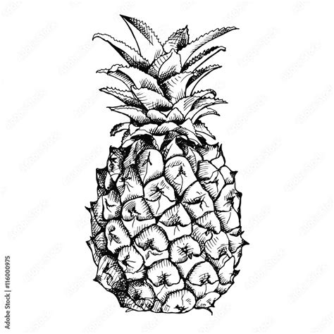 Image Of Pineapple Fruit Vector Black And White Illustration Stock