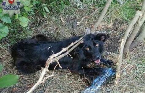 Kto Przywi Za Psa Do Drzewa I Zostawi Go Na Mier Policja Szuka