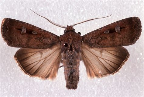 Bogong Moth Australian Geographic