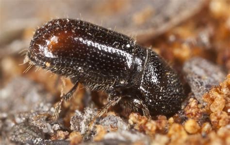 Pine Bark Beetle Control And Treatments For Infected Trees