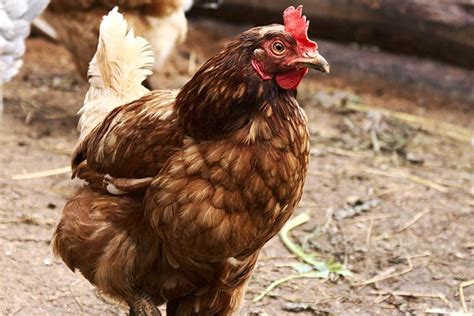 Las Mejores Razas De Gallinas Ponedoras De Huevos Grandes Gallinas