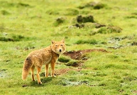 Tibetan sand fox (Vulpes ferrilata); Image ONLY