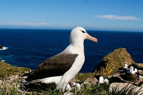 Scenery Penguins And Port Stanley In The Falkland Islands Journey