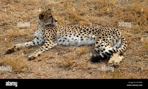 African Cheetah resting in nature, South Africa Stock Photo - Alamy