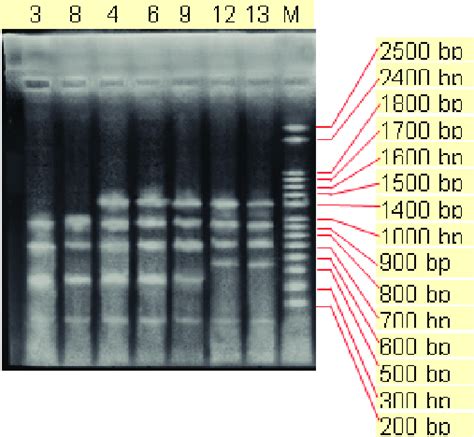 Grouping Results Of AP PCR Fingerprint Profiles Of The Samples Of S