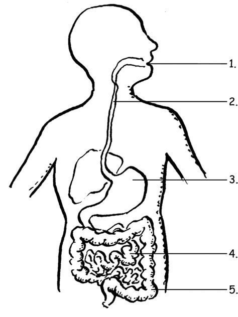 Diagram Of The Digestive System With Labels Draw A Diagram O