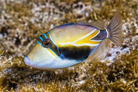 Wedgetail Triggerfish Juvenile Rhinecanthus Rectangulus Flickr