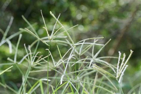 A Homeowners Guide To Lawn Weeds In Northern Utah Tuxedo Yard Care