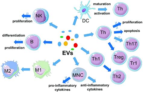 Immunomodulatory Effects Of Msc Evs Msc Evs Downregulate The